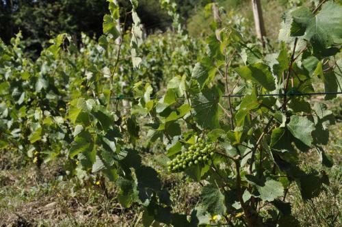 La Petite Bardouill�re