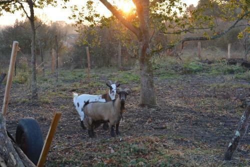Domaine Des Chevrettes
