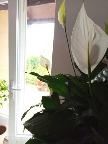 Apartamento Villa Rapha�l