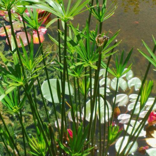 Bed & Breakfast Le Tilleul � Fleurs