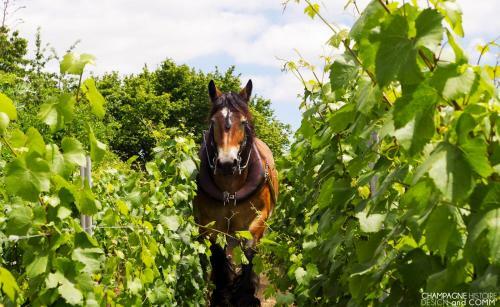 G�te Enjoy En Champagne Avec Verger