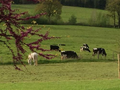 Bed & Breakfast Chambres D'hotes Des Forets