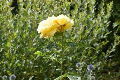 Bed & Breakfast Le Cottage Mirabelle