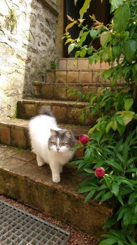 Bed & Breakfast Chambres D'hotes � La Chandelle