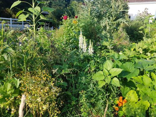 Bed & Breakfast Les Lupins