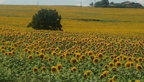 Gite Les Fleurs