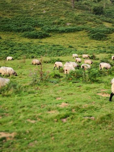 Hostal Chateau De Heaas