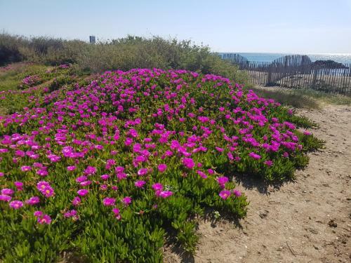 Apartamento La Rose Des Sables