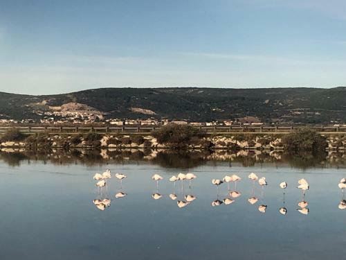 Flamants Roses 1 Pers 6