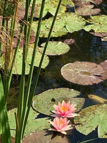 Apartamento Les Coquelicots De Giverny