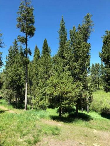 6 Miles From Park Entrance -moose