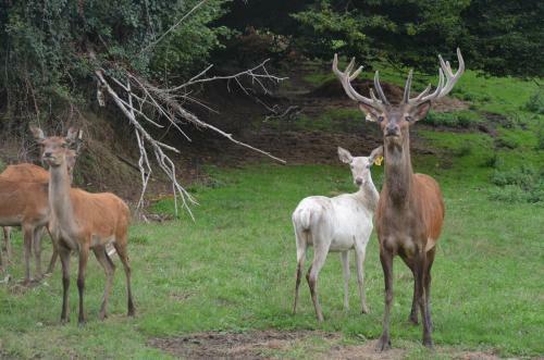Bed & Breakfast Les Cerfs De Laplaud