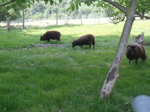 �levage De Cerfs