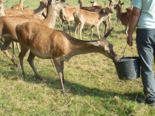 �levage De Cerfs