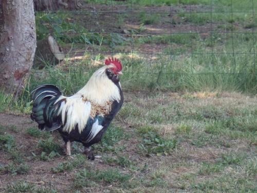 �levage De Cerfs