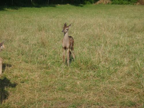 �levage De Cerfs