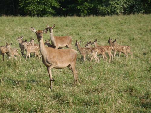 �levage De Cerfs