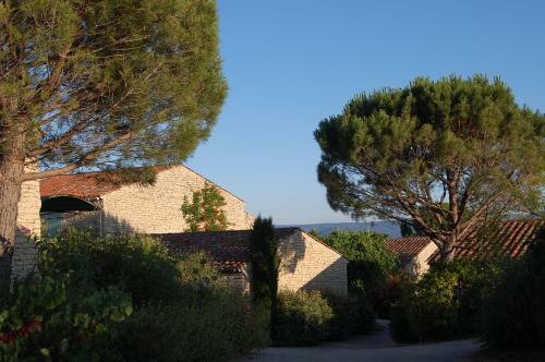 Cypr�s Du Paradis � Gordes