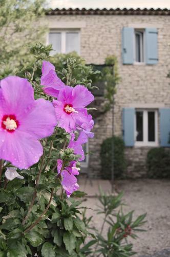 Cypr�s Du Paradis � Gordes