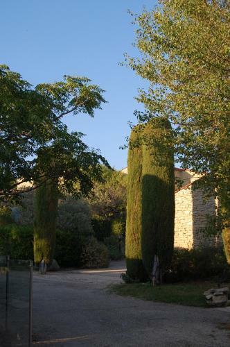 Cypr�s Du Paradis � Gordes