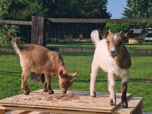 G�te Le Man�ge Normand
