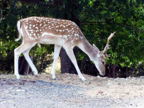Hostal Domaine Saint Andrieu