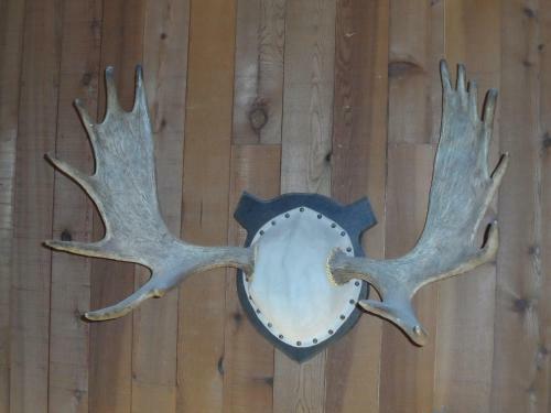 Bear Lodge Motel