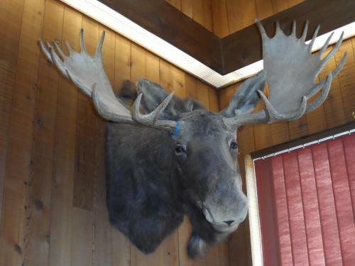Bear Lodge Motel