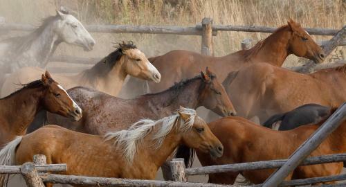 Lodge Heart Six Ranch