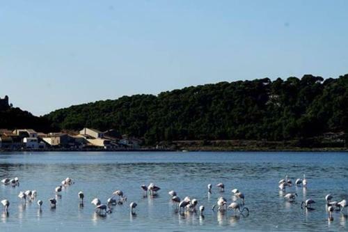 Apartamento Location Gruissan, Studio, Piscine, Parking Priv�
