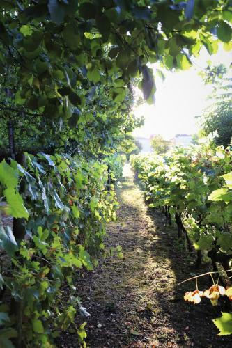 Bed & Breakfast Le Bonheur- Suite Cognac