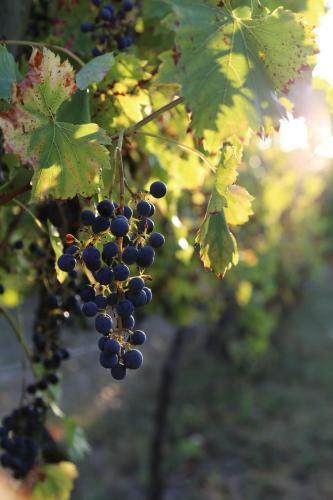 Bed & Breakfast Le Bonheur- Suite Cognac