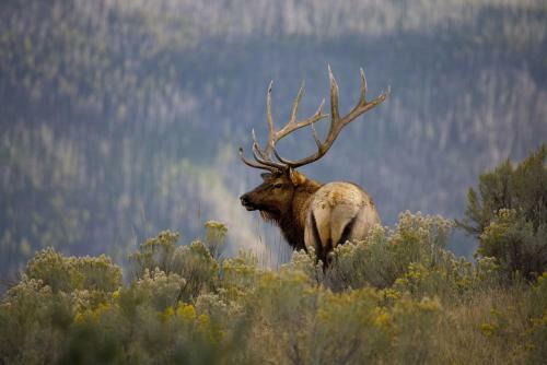 Elks Landing