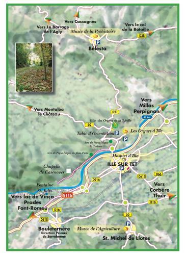 G�te Des Orgues De La Sybille Eucalyptus