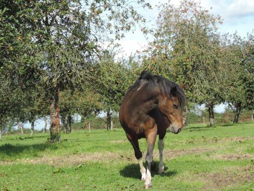Bed & Breakfast Ferme Du Rupalley
