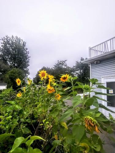 Bed & Breakfast Airport Manor