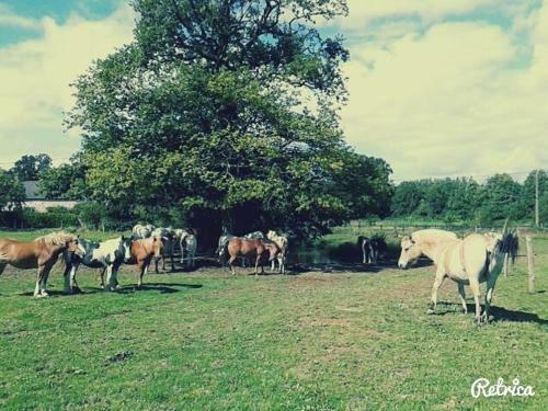 Gite Des �curies