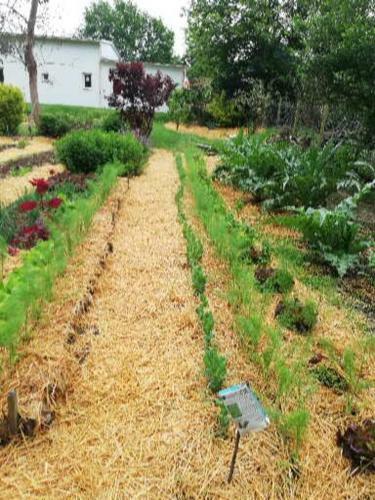 Au C?ur Du Jardin