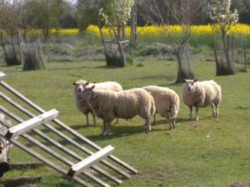 B&B Ferme de La Rouzannerie Pour 2 Ou Famille