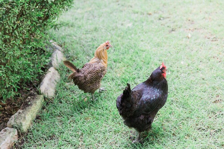 Bed & Breakfast Park Lane Guest House