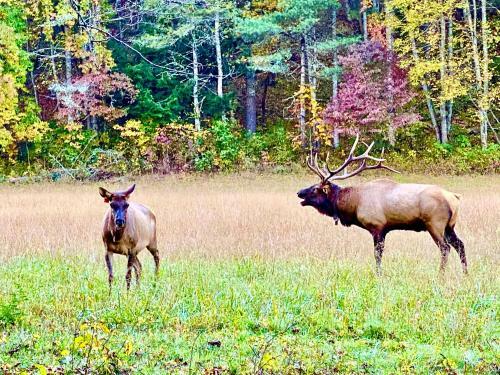 Walk To Lake Junaluska*close To Downtown Waynesville