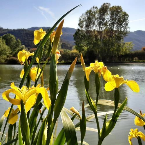 Bed & Breakfast Les Iris - Domaine Du Lac De La Vall�e