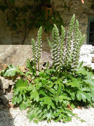 Bed & Breakfast Les Acanthes