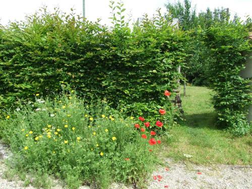 Le Saule Argent�