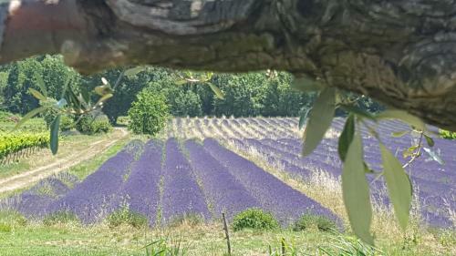G�tes Du Ch�teau D'alen�on