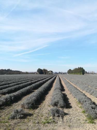 Bed & Breakfast Au Pays Du Ventoux