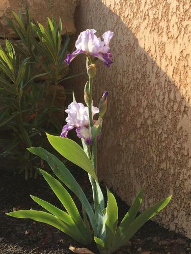 Bed & Breakfast La Villa Aux Oliviers