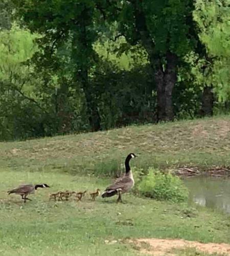 Texas Ranch 26 Acre Country Fishing Cabin