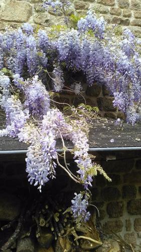 Bed & Breakfast Maison Du Tertre