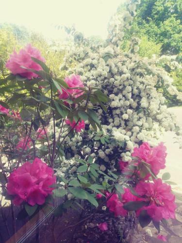 Bed & Breakfast Maison Du Tertre